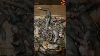 Как убить ПК ➢ S.T.A.L.K.E.R. ОП 2 OGSR Engine
