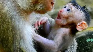 Newborn monkey opens very biggest eyes to notice mom