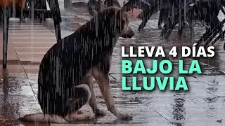 Triste perrita lleva 4 días bajo la lluvia sin moverse