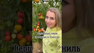 Вершинная гниль на перцах и томатах 🫑 🍅.         Автор: yana_sad_19