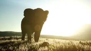 old african elephant walking in savannah against sunset haig3kdjw D