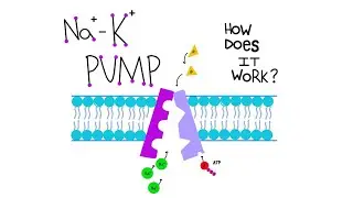 Sodium Potassium Ion Pump Made Simple