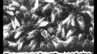 Наука и пчелы. СССР.