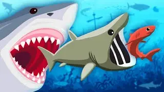 Lets Learn About Sharks! | Shark Song For Kids | KLT