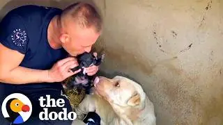 Man Finds Abandoned Mama Dog Raising Her Puppies In Garbage | The Dodo