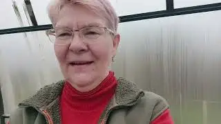 Томаты высаживаю в теплицу