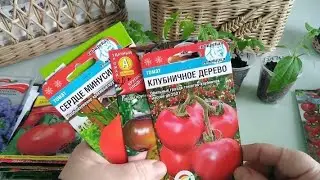 Новинки сортов ТОМАТОВ, обзор семян. Сопротивляться было БЕСПОЛЕЗНО.