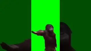 funny monkey 🐒 #greenscreen