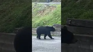 Bear Caught Breaking Into Unlocked Car