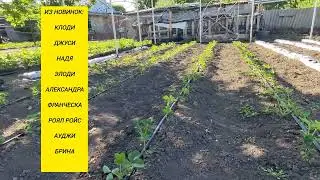 Наши клубничные МАТОЧНИКИ🍓🍓🍓Высаживаем новинки‼️