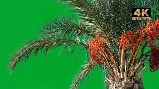 palm tree green screen video