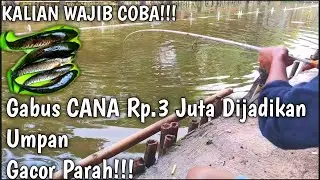 Sadis!! Gabus CANA dijadikan umpan, gacoor Banget.