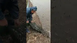 Farming Crabs In Rice Field !