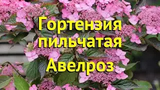 Гортензия пильчатая. Краткий обзор, описание характеристик hydrangea serrata avelroz