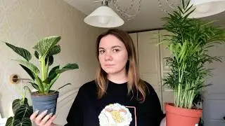 покупаю новые домашние растения и оплакиваю старые