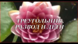 Треугольник, развод и дети