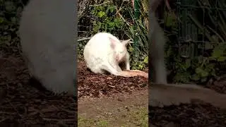 Albino kangaroo in Karlsruhe Zoo