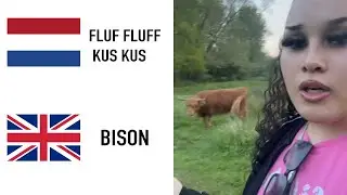 Hey Bison Original and Translated
