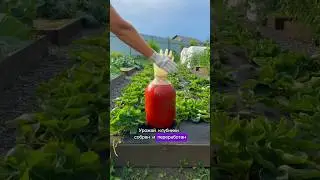 После сбора урожая клубника нуждается в уходе