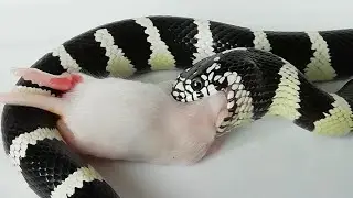 California King Snake Feeding