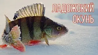 Зимняя рыбалка на окуня. Рыбалка на Ладожском озере.