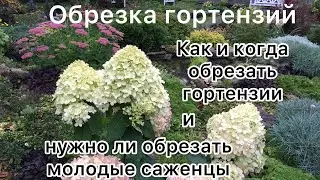 ОБРЕЗКА ГОРТЕНЗИЙ. КАК И КОГДА ОБРЕЗАТЬ ГОРТЕНЗИИ. Нужно ли обрезать молодые саженцы