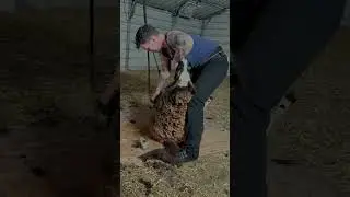 60 Seconds To Shear This Jacob Ewe