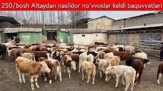 Avlikol angus no'vvoslar keldi +998936470105 +998990670110 +998939720212