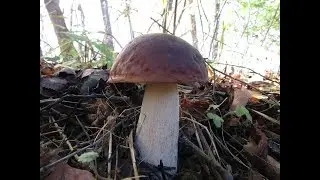 Поход за Белыми грибами. Тихая охота 2018 продолжается!