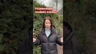 Розмноження хвойних рослин взимку