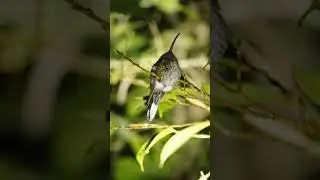 Do hummingbirds ever sleep? 