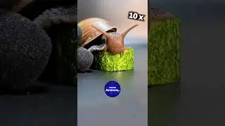Snail Eating Cucumber ASMR 🐌 