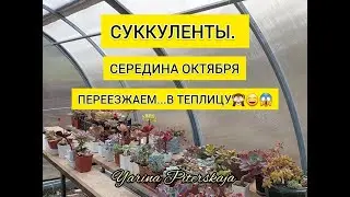 Суккуленты. Середина октября. Переезжаем в теплицу😄🙈😱