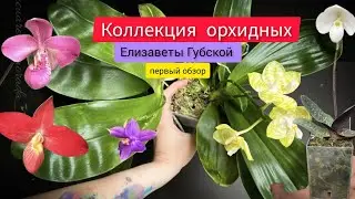 Очень интересная коллекция орхидных у Елизаветы Губской. Первый обзор уникальной коллекции Mituo ...