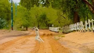 Island of Lemurs: Madagascar - The Lemur Dance Clip [HD]