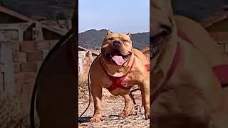 3 My Favourite Dog Breed 👹 