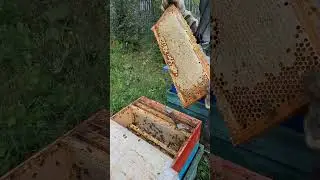 отбираем первый мёд