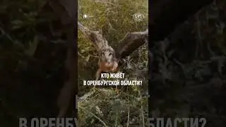 А кто обитает в вашем регионе? 🤔 #природа #животные #дикий_зверь #путешествие #рго