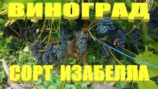 ВИНОГРАД ИЗАБЕЛЛА.СОРТ ВИНОГРАДА ИЗАБЕЛЛА