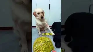 Если ты меня ударишь, я откушу тебе лицо! 🐶😡   