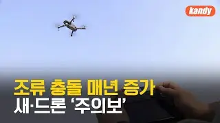 제주공항도 조류 충돌 매년 증가…새·드론 ‘주의보’ / KBS  2025.01.02.