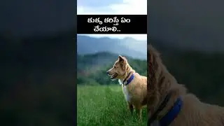 కుక్కలు కరిస్తే ఏం చేయాలి | Dog Bite | Real Facts In Telugu | @Sriharshithatechno  |
