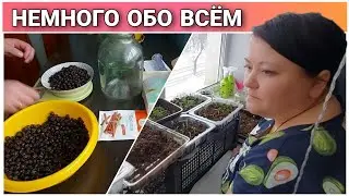 ВЛОГ! Что у нас новенького!?😉/Готовим семейный ужин/Наша рассада/Приготовил вишнёвую настойку!!!🍒