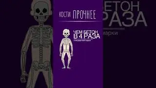 Интересные факты про скелет