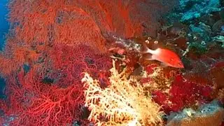 Под водой с Вадимом Малышем - 493 - Архипелаг Палау.