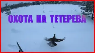 ОХОТА НА ТЕТЕРЕВА С ЛУНКИ. Сидят крепко, пинаю ногой.