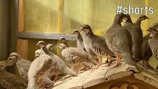Кеклики первый день в вольере.