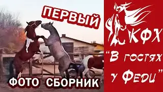 Конный двор  / Первый фото сборник