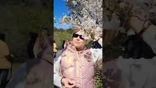 Discovering High Park Cherry Blossoms. Цветение сакуры в Хай Парке Торонто.
