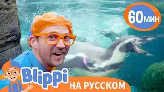 Песенка Про Пингвинов🐧 | Изучай этот мир вместе с Блиппи Blippi Russian